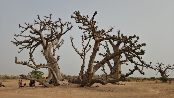 The leaning baobab near Somone