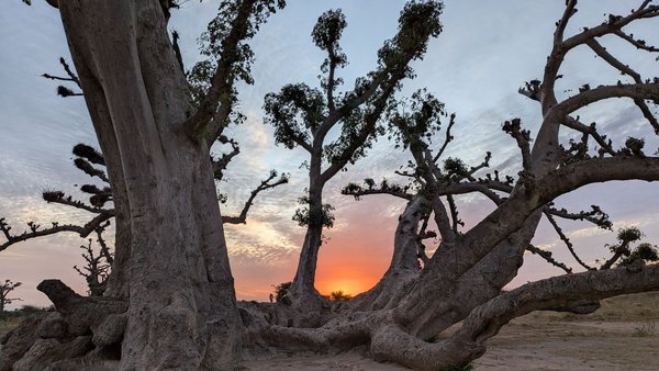 The leaning baobab at sunset